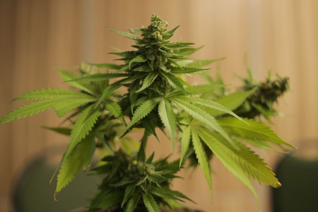 Why Are My Cannabis Leaves Curling? Common Causes and How to Fix Them