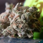 A Quick Overview: CBD vs CBG vs CBC vs CBN vs THC: Understanding Key Cannabinoid Differences