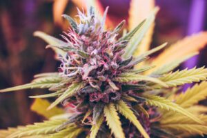 CBD Blvd Hollywood — Los Angeles, CA