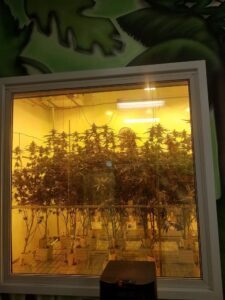 Traditional DTLA – Cannabis Dispensary — Los Angeles, CA