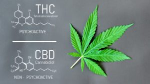 CBD Market Web by Avazo Healthcare, LLC store in Warminster, pa