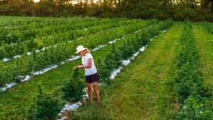 Sugar Bottom Hemp — Furlong, PA