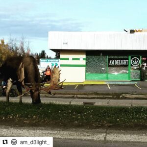 AM Delight — Anchorage, AK