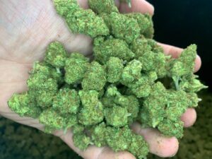 Bulk CBD Distributors — Jacksonville, FL