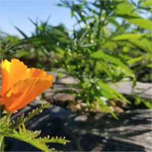 Golden Eagle Farms — Santa Cruz, CA