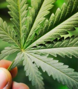 Healthy Hemp Strategies — Concord, CA