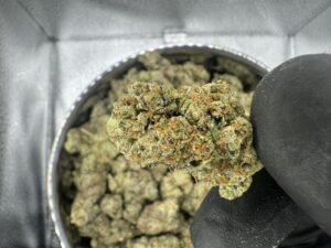 Colorado Hemp Supplier LLC — Lakewood, CO
