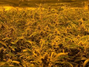 Oklahoma Cannabis Distribution — Arcadia, OK