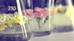 Flower & Tonic — Framingham, MA