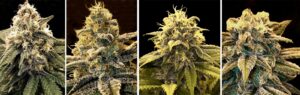 GrassRoots Dispensary – Albuquerque Coors — Albuquerque, NM