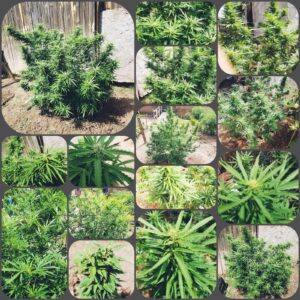 Ultra Health Dispensary North Valley — Albuquerque, NM