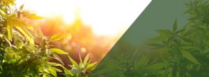 Pure Hemp Supply — Colorado Springs, CO