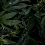 What Is A Domeless Nail?