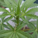 Everything You Need to Know About Actual Cannabis Flower
