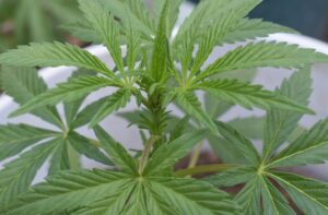 Everything You Need to Know About Actual Cannabis Flower