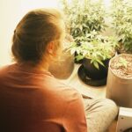 Cannabis Crossbreeding: A Guide to Creating Unique Strains
