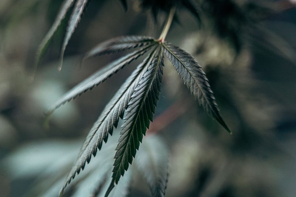 The Combined Effects of CBG and THC