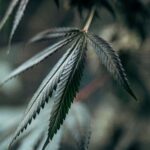 The Combined Effects of CBG and THC