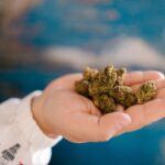 How Cannabis Linalool Potentially Enhances Therapeutic Effects